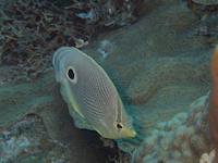 img43